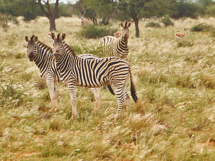 Zebrafamilien begegnet man hier überall.